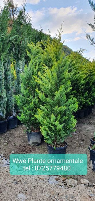 Leylandii – Creștere rapidă și rezistență, Gard viu Leylandri