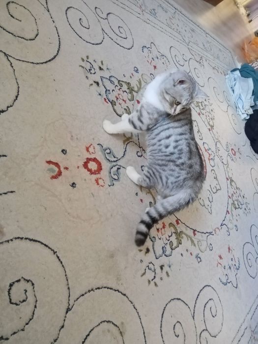 Бесплатно, кота одам даром