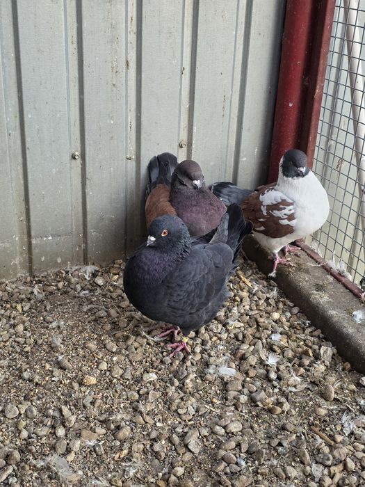 Porumbei modena 3 masculi + 1 femela