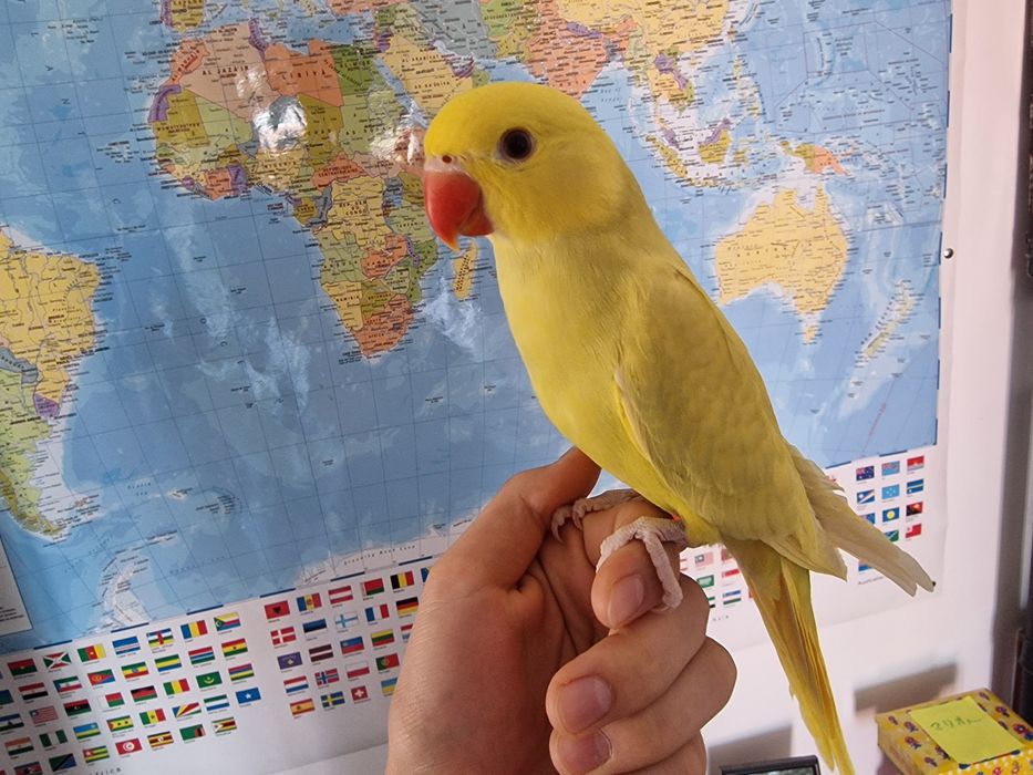 Micul Alexander blânzi