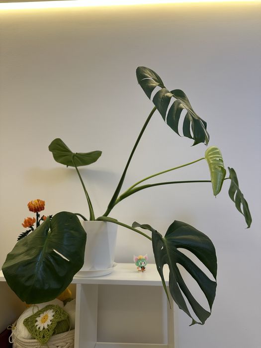 Комнатное растение Монстера