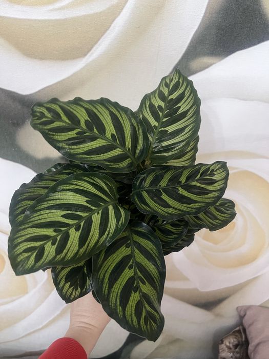 Калатея разные сорты