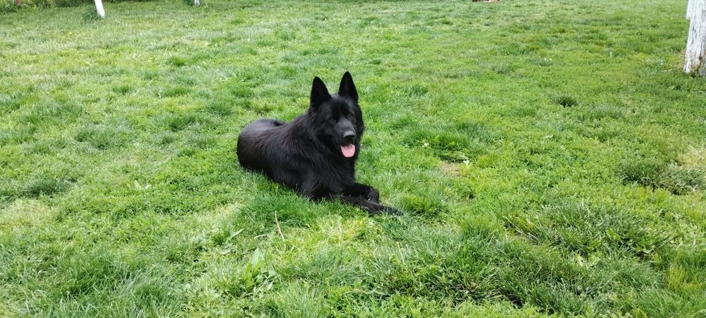 Mascul Ciobanesc german cu pedigree