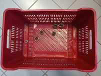 Lada / Ladita plastic 60x40x30 cm aduse din Italia