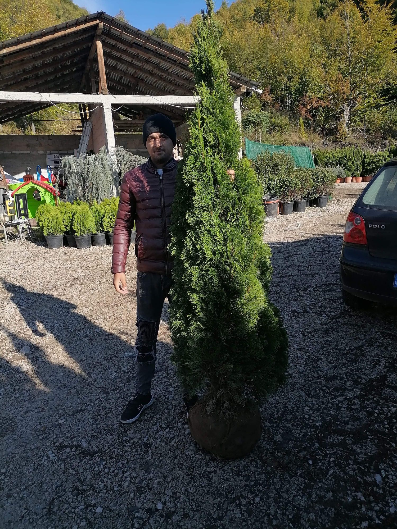 Plante ornamentale preturi de producator pepeniera propie