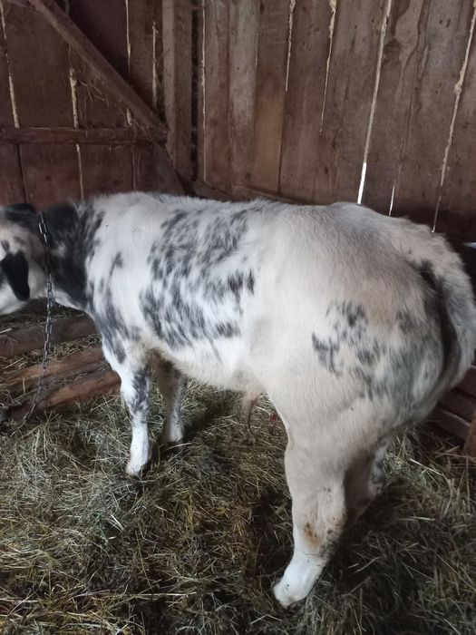 Vand doi tauri. Unul belgian, Unul balțat