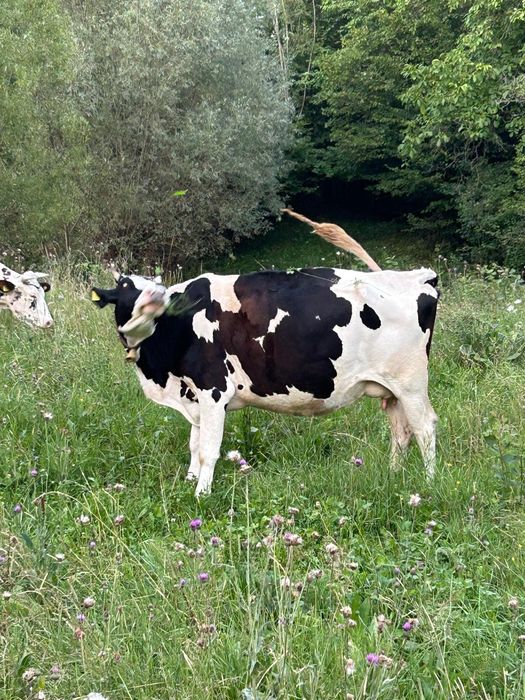 Vaci de lapte tinere