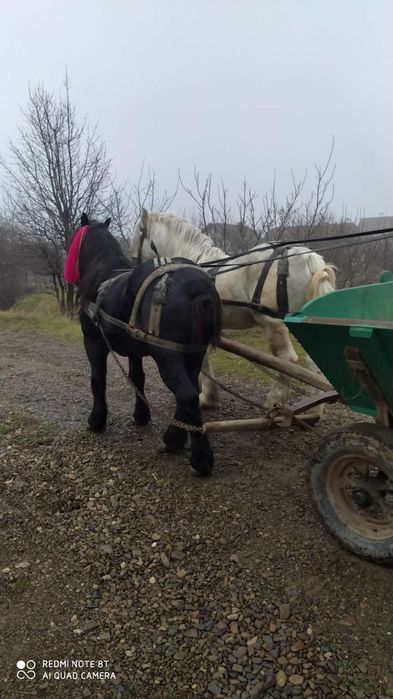 Caii de vânzare Volovăţ