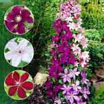 Plante Cătaratoare (Clematis Toate Culorile )