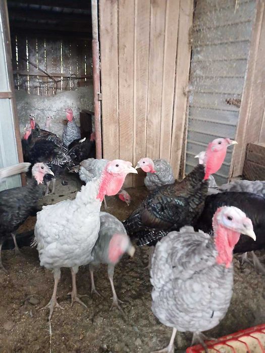 Vand curci si curcani albastri