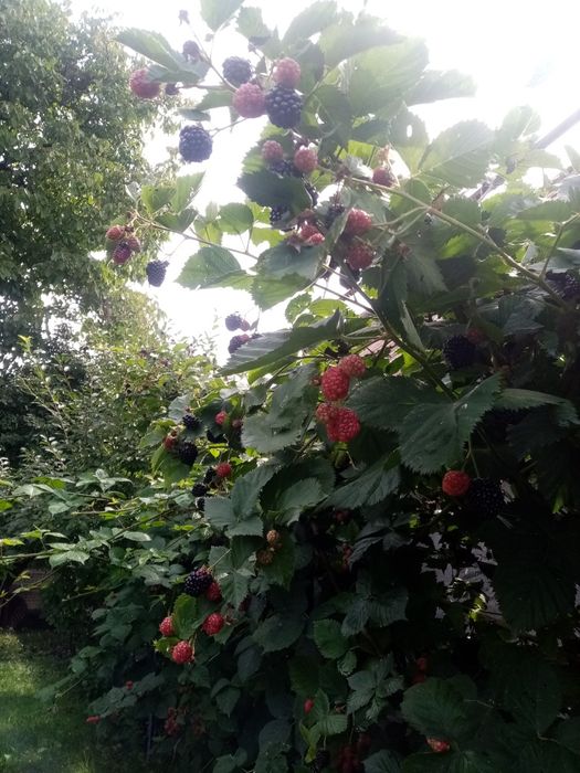 Drajoni   zmeura soi vechi aromat si mure fara tepi  livrare gratis CJ