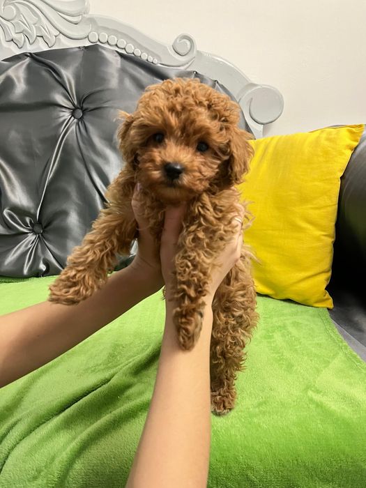 Пудель той срочно!