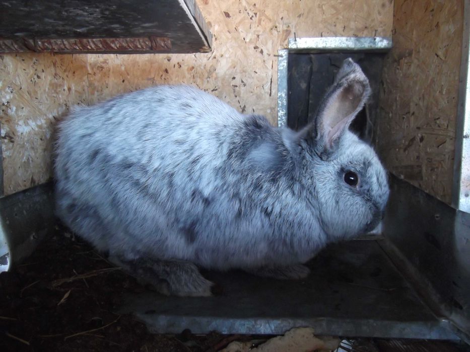 зайци  бургунски ,сребрист шампан