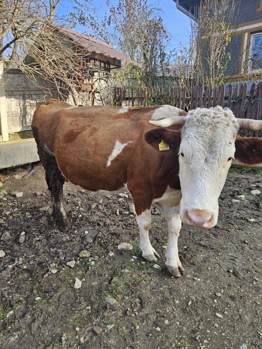 Vând vacă gestanta