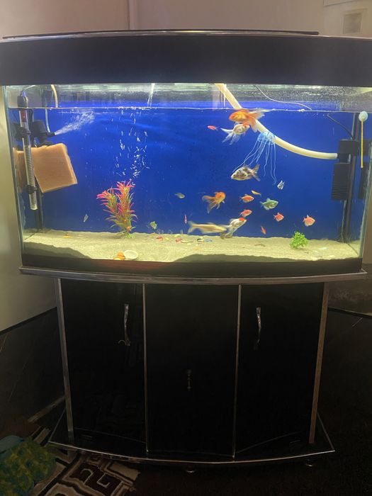 Akvarium sotiladi baliqlari bilan