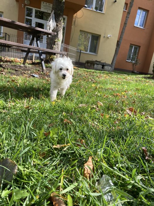 Catelusa bichon maltez