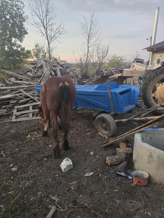 De vînzare minza de un an și două luni