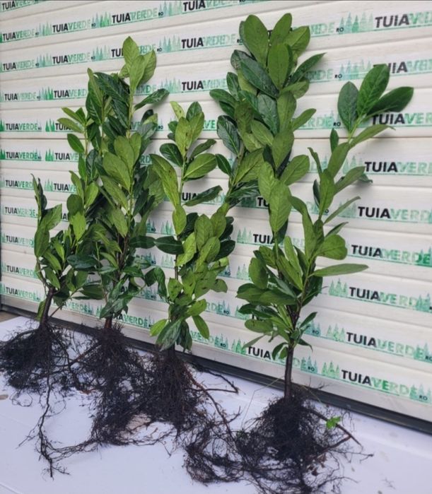 Laur Englezesc NOVITA -  80-100cm Ramificat