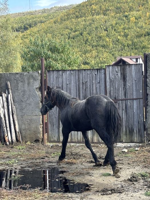Mânză de vanzare