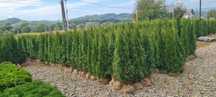 Plante ornamentale și rulou de gazon, Livrare rapida oriunde în Țară