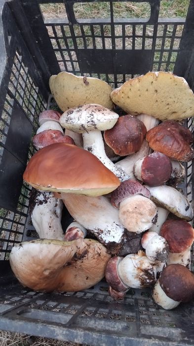 Hribi class 2 proaspeti