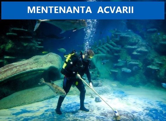 Mentenanta acvariu marin - amenajare - intretinere acvarii