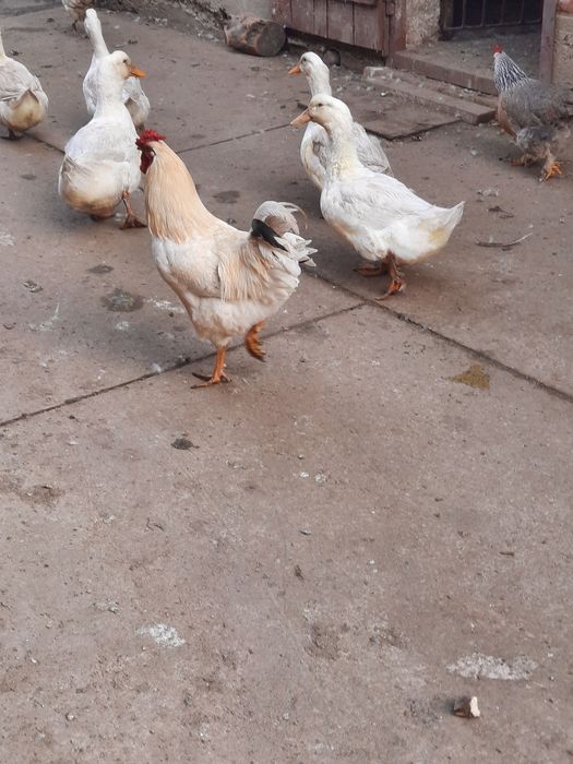 Vând rate  ,vârstă 6 luni