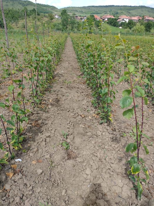 Asiguram-livrare gratuita la material săditor pomicol de Aiud