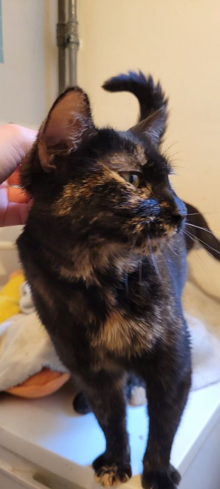 Tortie, pisica adoptie