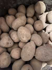Местная семенная картошка