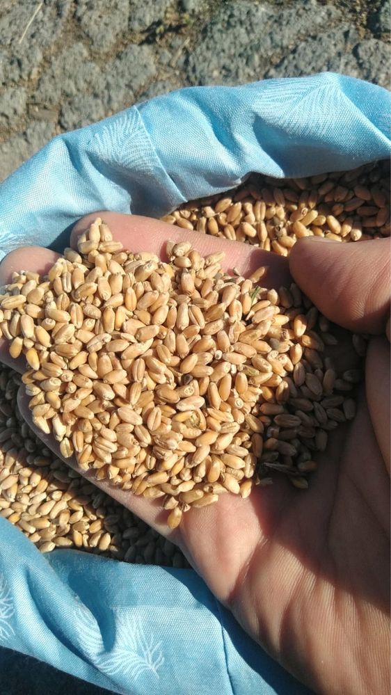 Зерно в мешках , пшеница