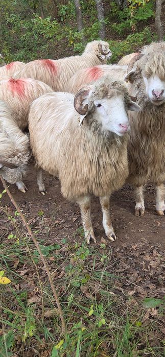 Miei buni de vanzare