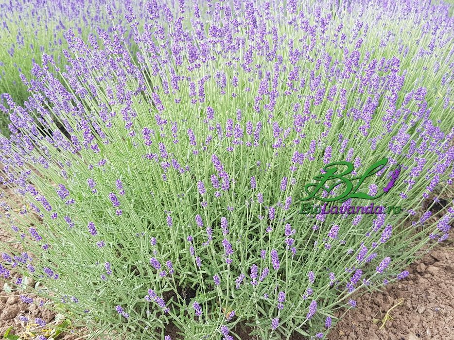 Butasi lavanda angustifolia Blue Scent