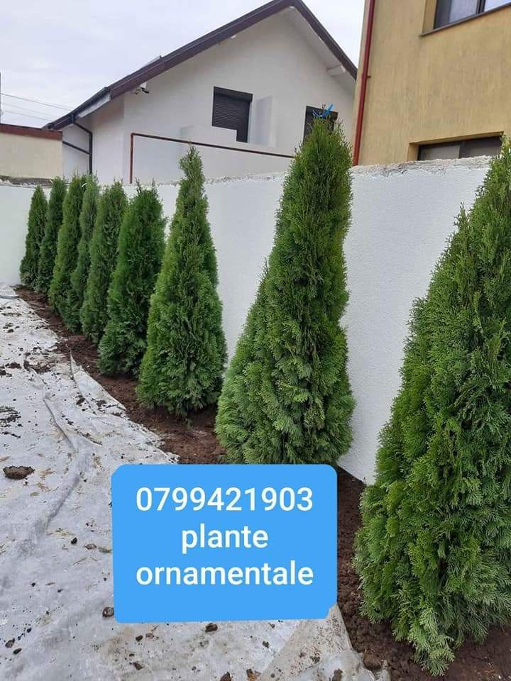 Plante ornamentale aclimtizate cu balot de pământ