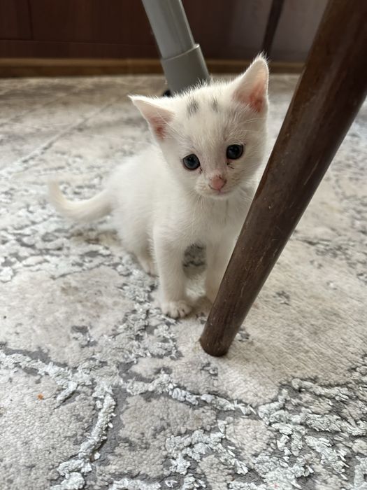 Котёнок домашни, отдам БЕСПЛАТНО