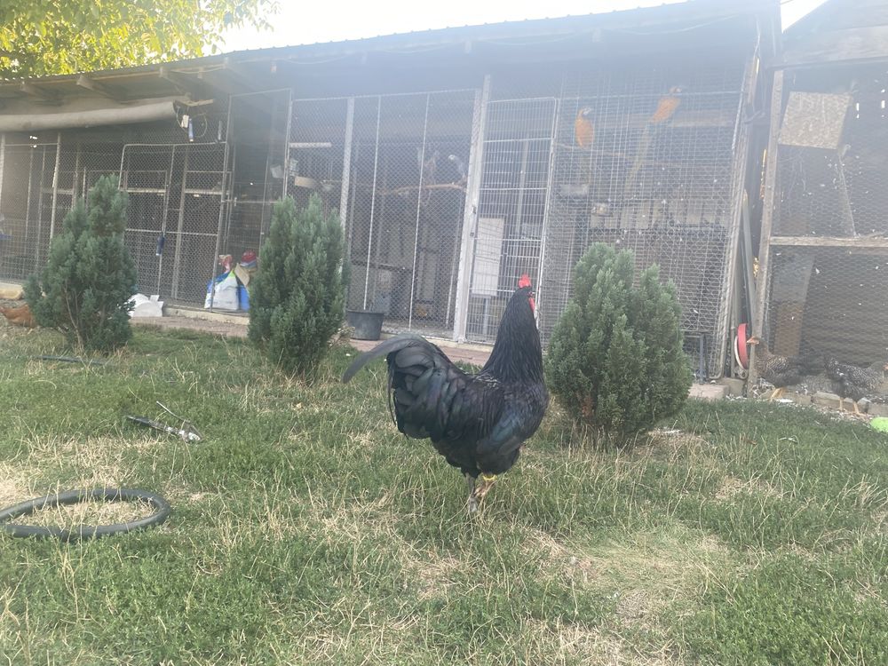 Vand cocosi australorp