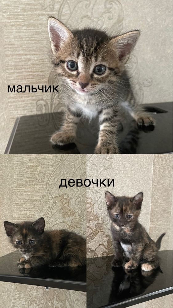 котята в добрые руки