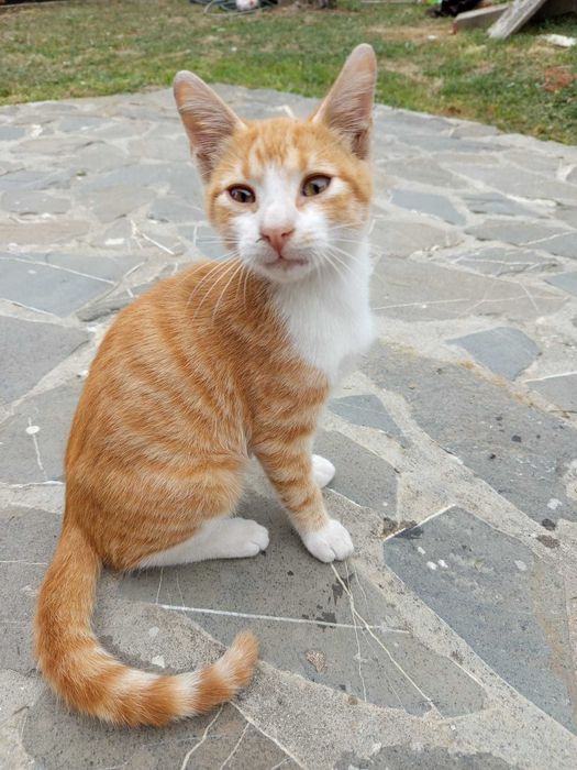 2 baietei si o fetita