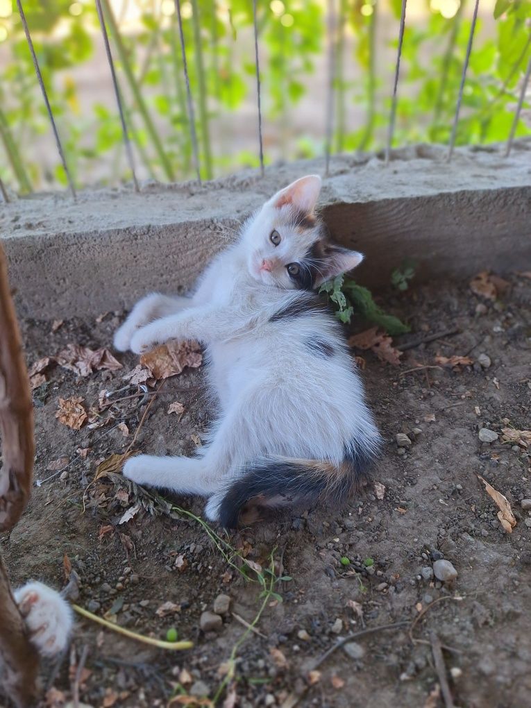 3 pisicuțe adorabile