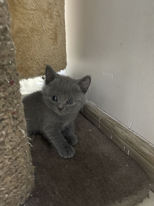 Продаются котята скотиш фолд и страйт