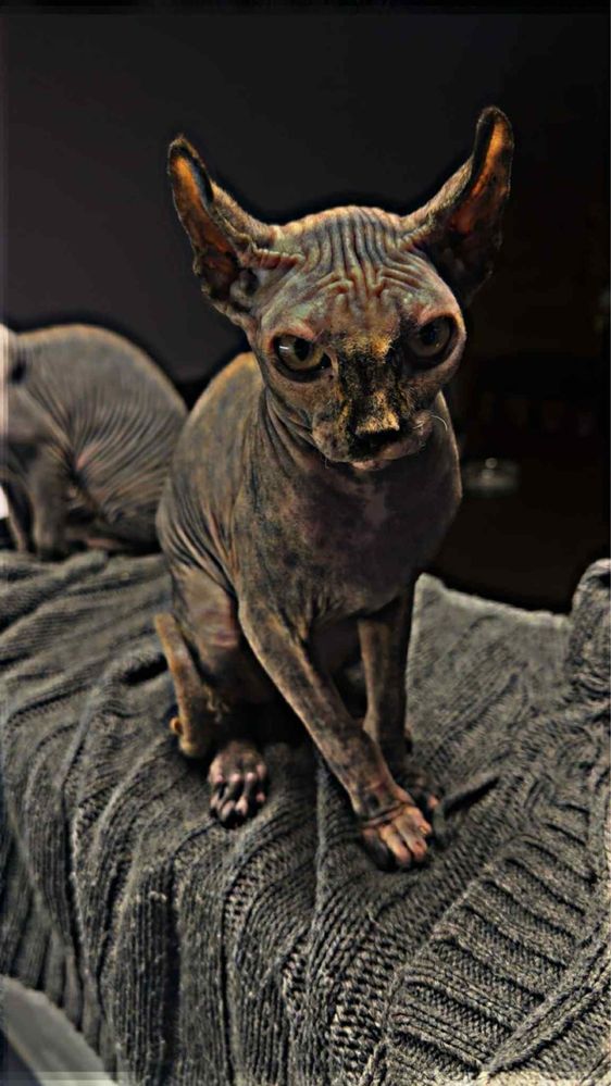 Котки Сфинкс 2бр женски