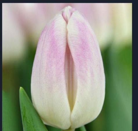 Тюльпаны оптом. Ранний предзаказ.