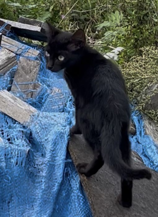 Spre adoptie doi pisicuti cuminti