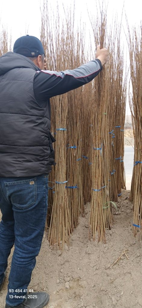 Terak ko‘chatlari tayyor xolatda vodiydan dastavka qilinadi