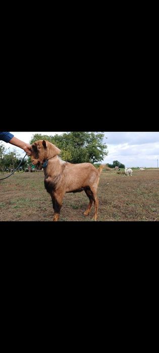 Vând țap alpin francez 2 ani