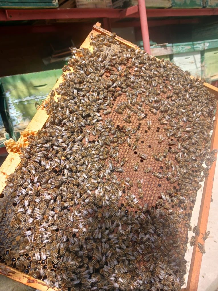 Vând 35 familii de albine, 380 lei, negociabil la fața locului.