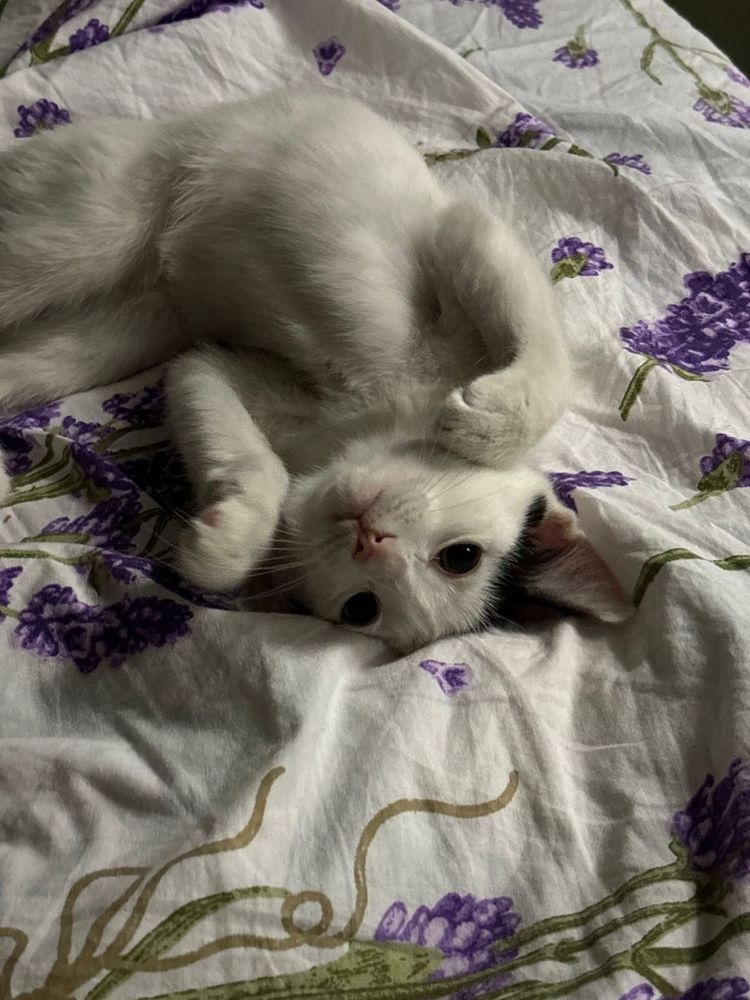 Отдам котенка девочка