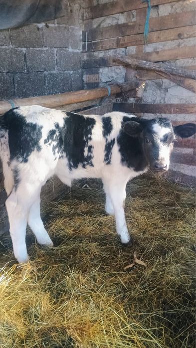 Vand 3 vitei de rasa