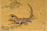 Ground Gecko - Paroedura picta