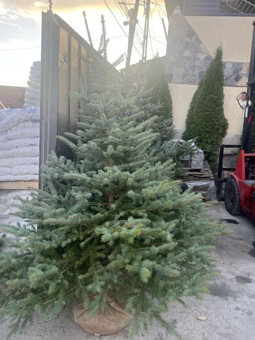 Brazi arginti si verzi